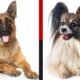 types of dogs