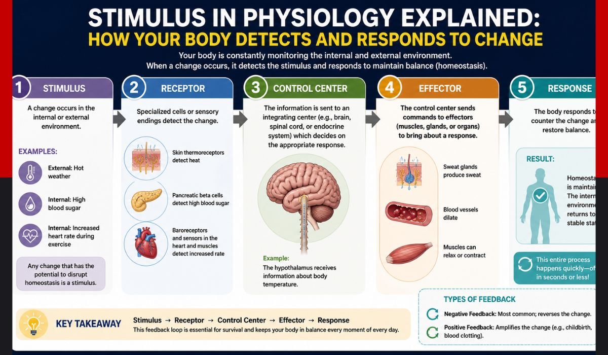 stimulus